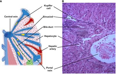 Maternal nutrient metabolism in the liver during pregnancy